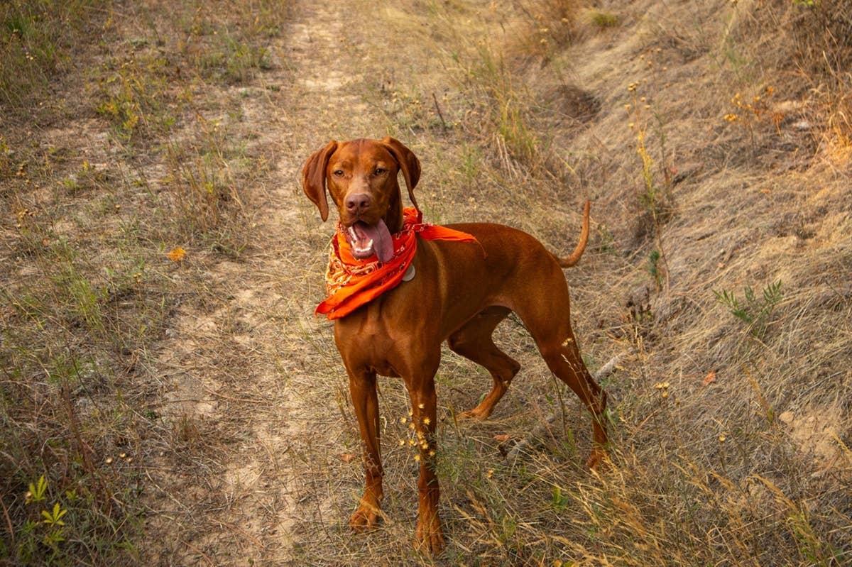  A happy Vizsla on a hiking trail. 