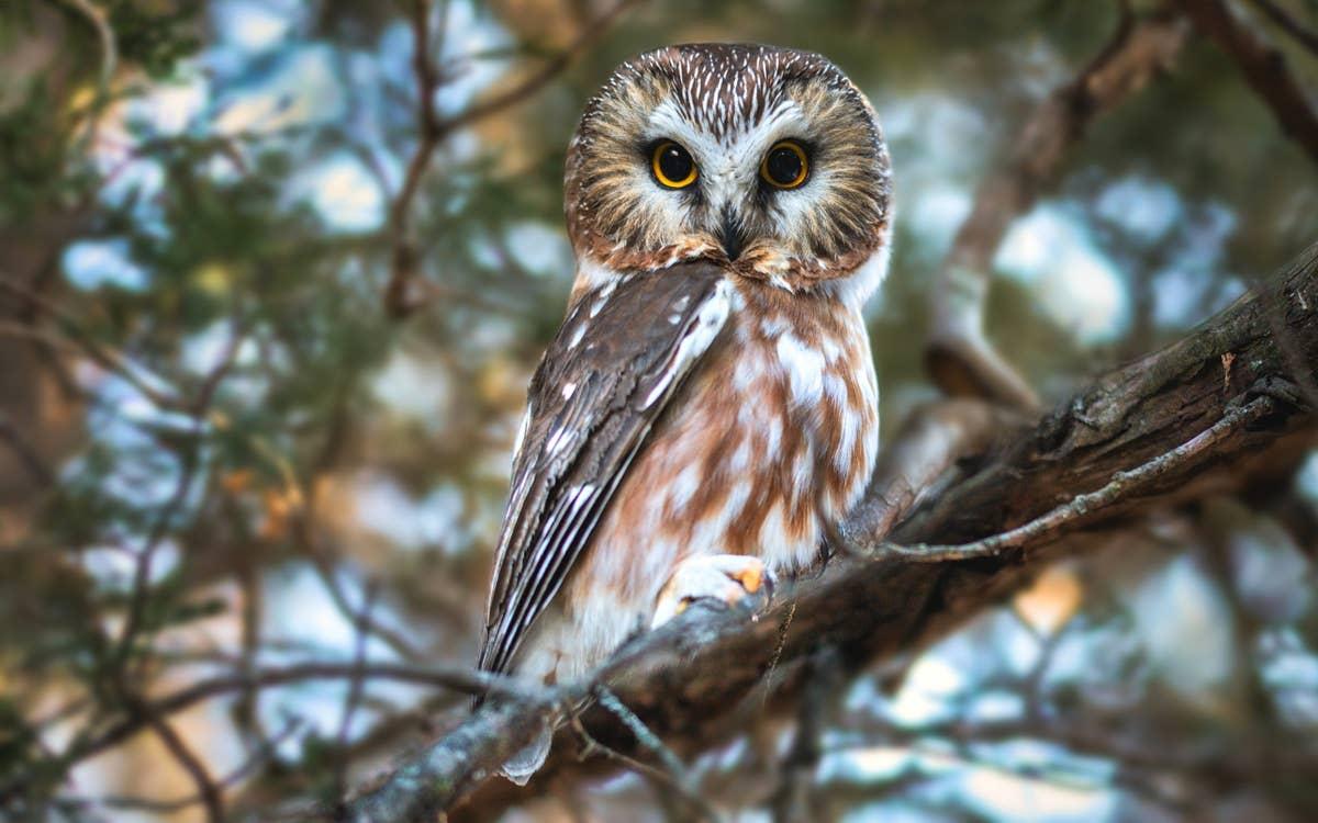  An observant and wise owl in a tree.