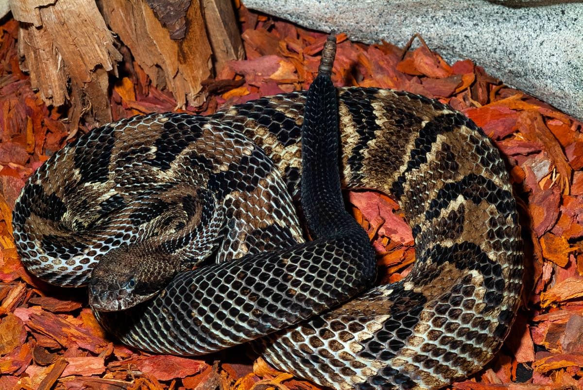  Rattlesnakes have been spotted in this Massachusetts location.