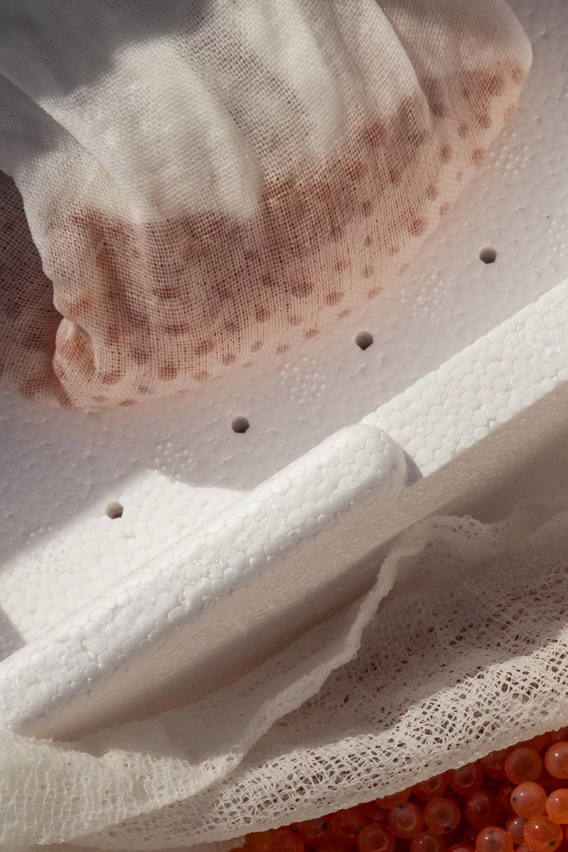 Salmon eggs ready for planting in Farmington, Maine, March 3, 2026. The fragile hope for salmon recovery in Maine: a long-term project to remove or modify dams may clear the way for endangered wild Atlantic salmon to swim freely up to the Sandy River, but it faces opposition from business and lawmakers. (Greta Rybus/The New York Times)