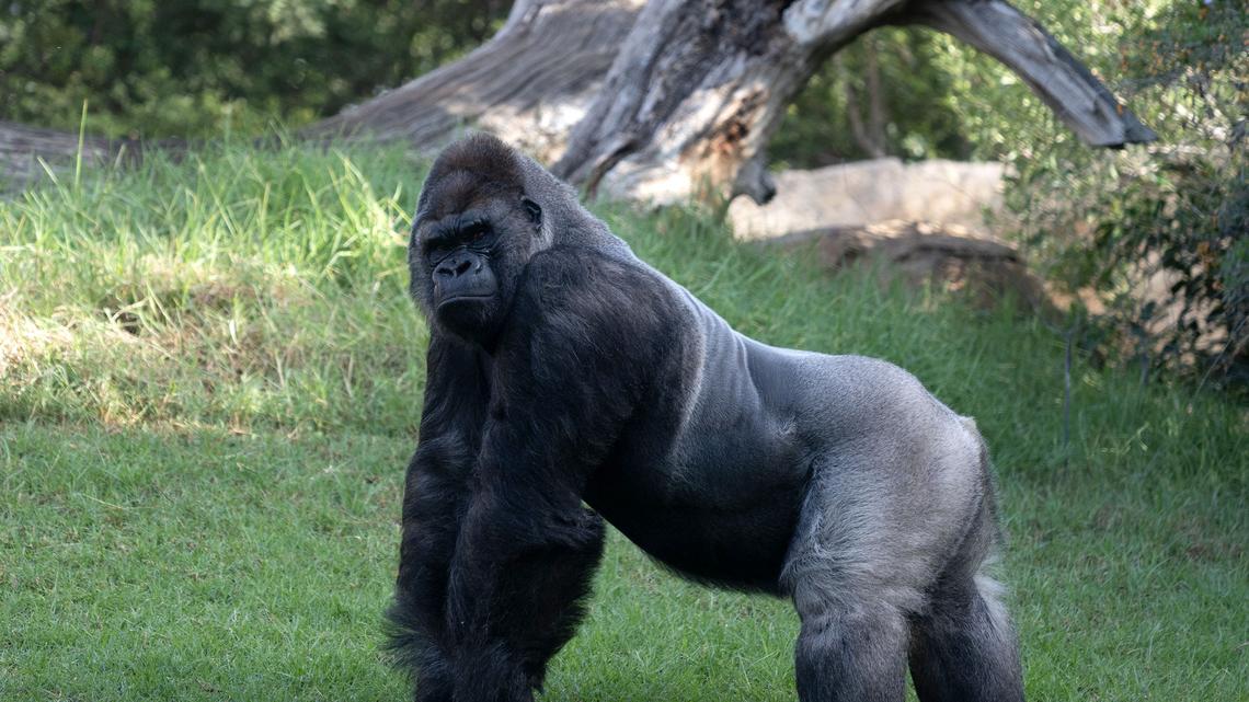 A picture taken on October 13, 2024 shows a gorilla in its enclosure in Valencia's Bioparc zoo. Better days could lie ahead for almost 150 great apes in Spain who stand to benefit from a pioneering bill that would strengthen laws safeguarding their well-being. (Photo by Jose Jordan / AFP) (Photo by JOSE JORDAN/AFP via Getty Images)