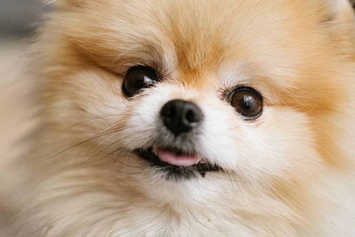  A close-up of a Teacup Pomeranian dog.