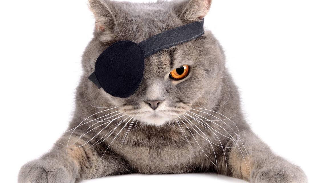 Rescue Cat Who Looks Like a Tiny Pirate Has the Cutest Dinner Yell 