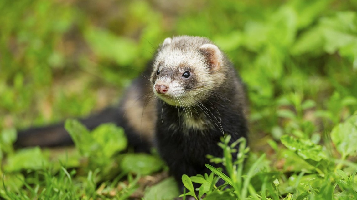 Pet Mom Shows Us Everything You Should-and Shouldn't-Buy for Your Ferret 
