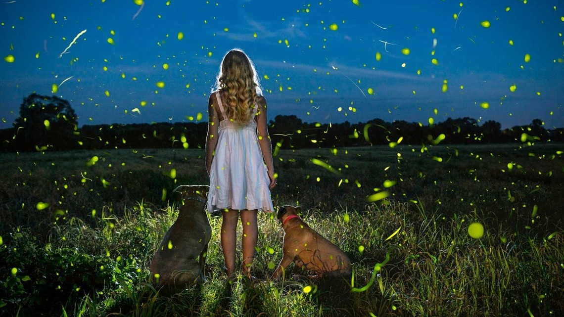 Fireflies Appearing Earlier Than Usual: What Experts Say 