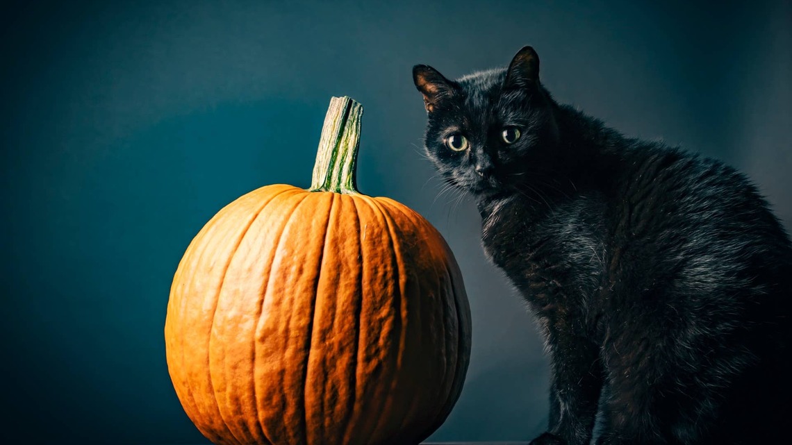 These Halloween Kitchen Towels Have Cats Dressed Up in Spooky-Cute Costumes and Cat People Saying 'Take My Money' 