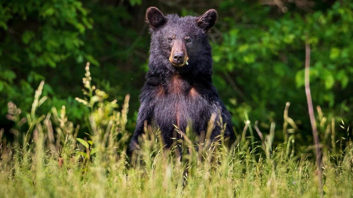 This Bear Cub's Reaction to a Coyote in the Woods Is Fascinating 