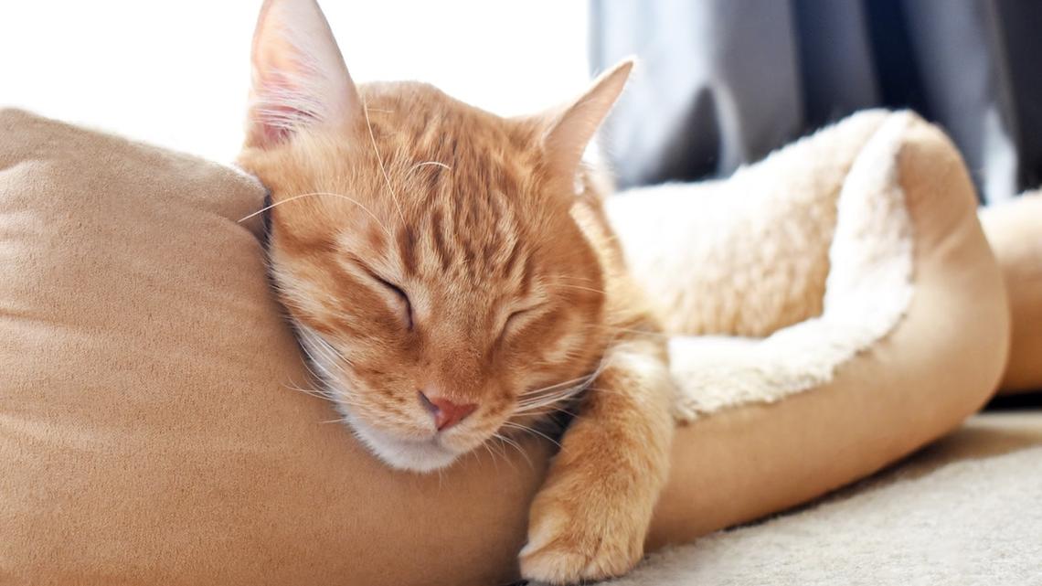 Cat Goes Shopping for His Birthday Gift-and the Way He Chooses Is Precious 
