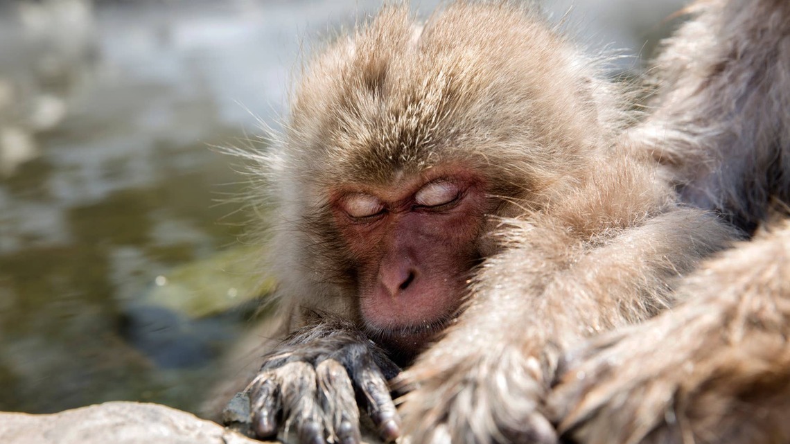 Golden Monkeys Snoozing in a Cuddle Pile Against the Glass Are Almost Too Precious To Handle 