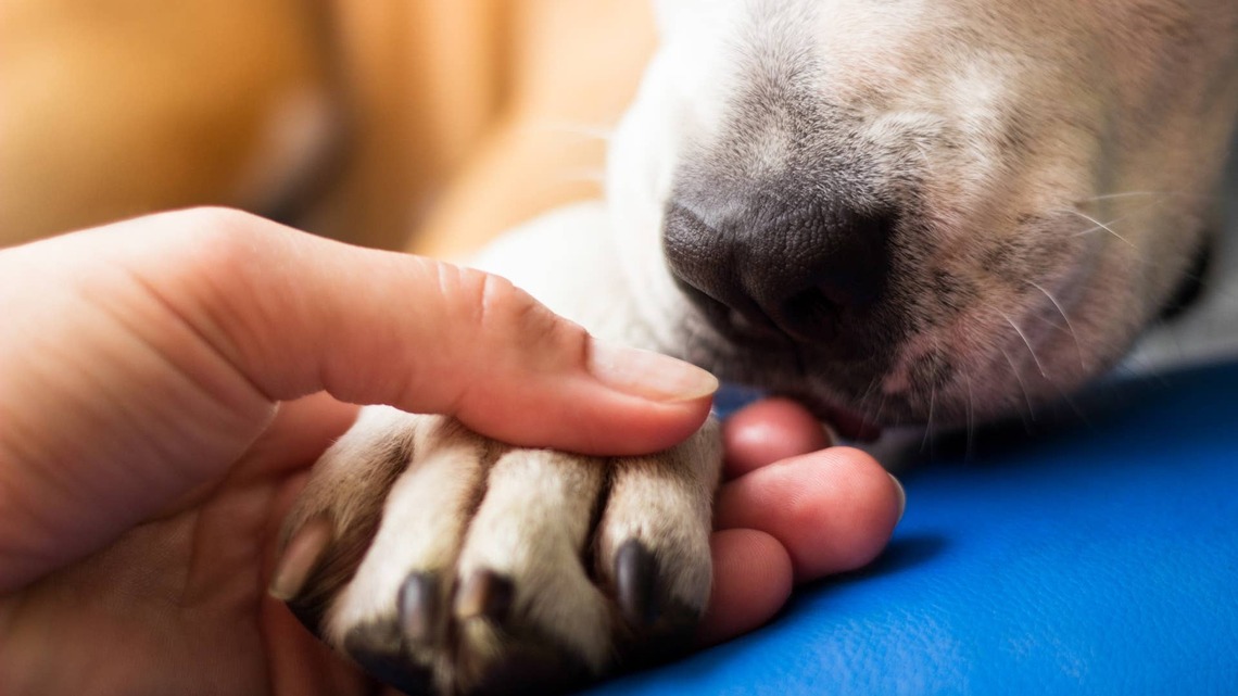 Tiny Puppy Discovers the Magic of Belly Rubs, and His Reaction Is Everything 