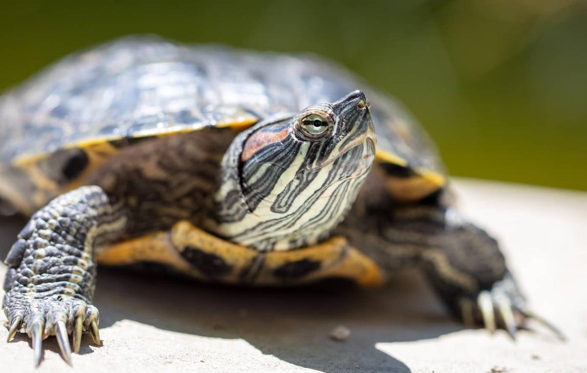  A Red-Eared Slider close to the camera.