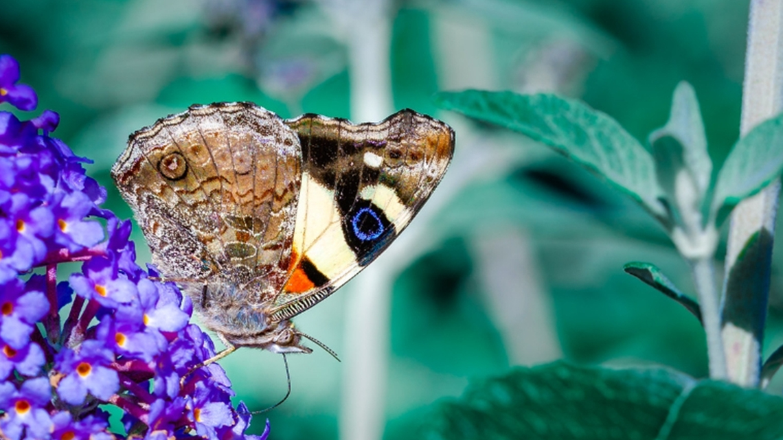 Butterflies take flight in face of climate change and extreme weather