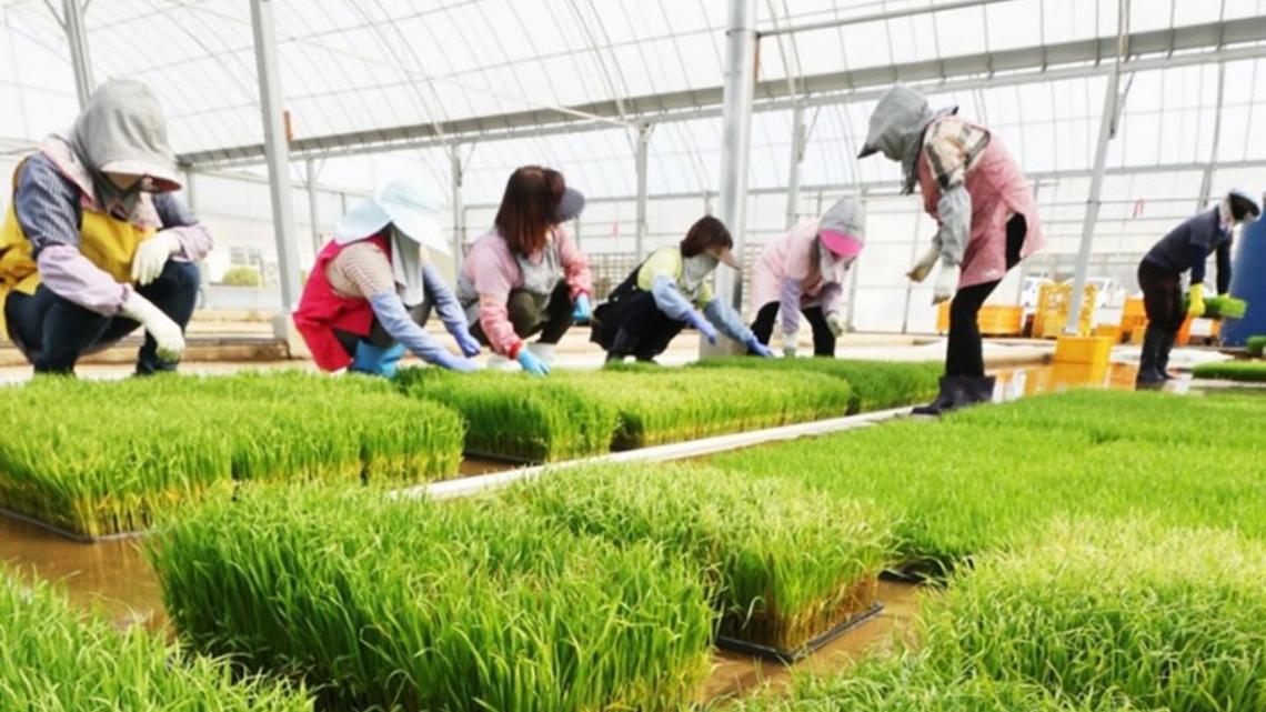 South Korea eyes manure as fertilizer crunch worsens 