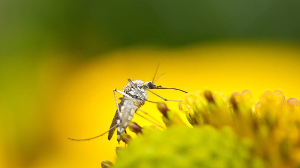 How To Keep Mosquitoes Away From Your Yard (And the #1 Thing Not to Do), According to the Experts 