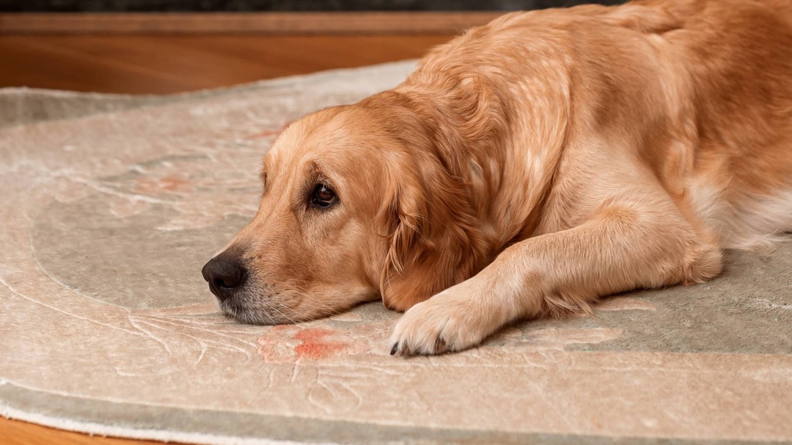 Golden Retriever Puts Himself in Time-Out After Clearly Being Guilty of Something: 'I Have the Right to Remain Silent' 