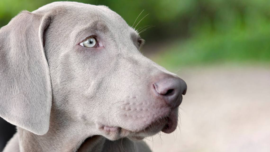 Weimaraner's Rare Backyard Discovery Sparks Emotional Debate Among Dog Parents 