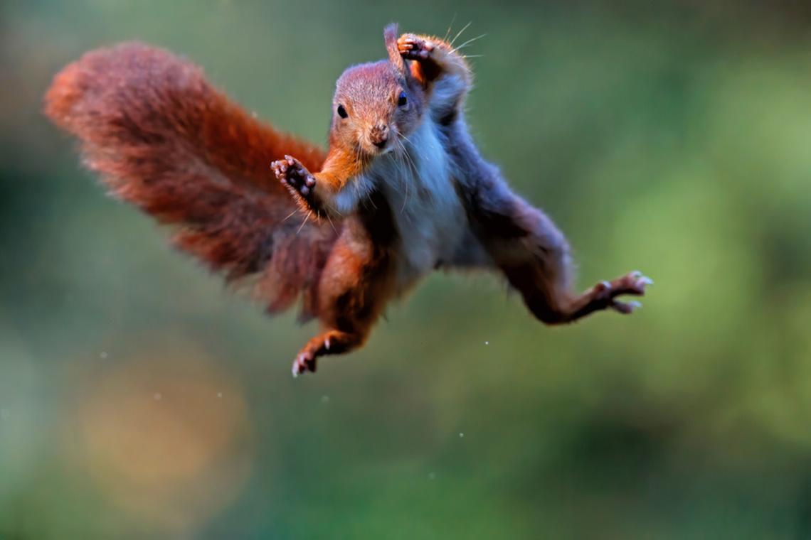 Red squirrel flying through the air.