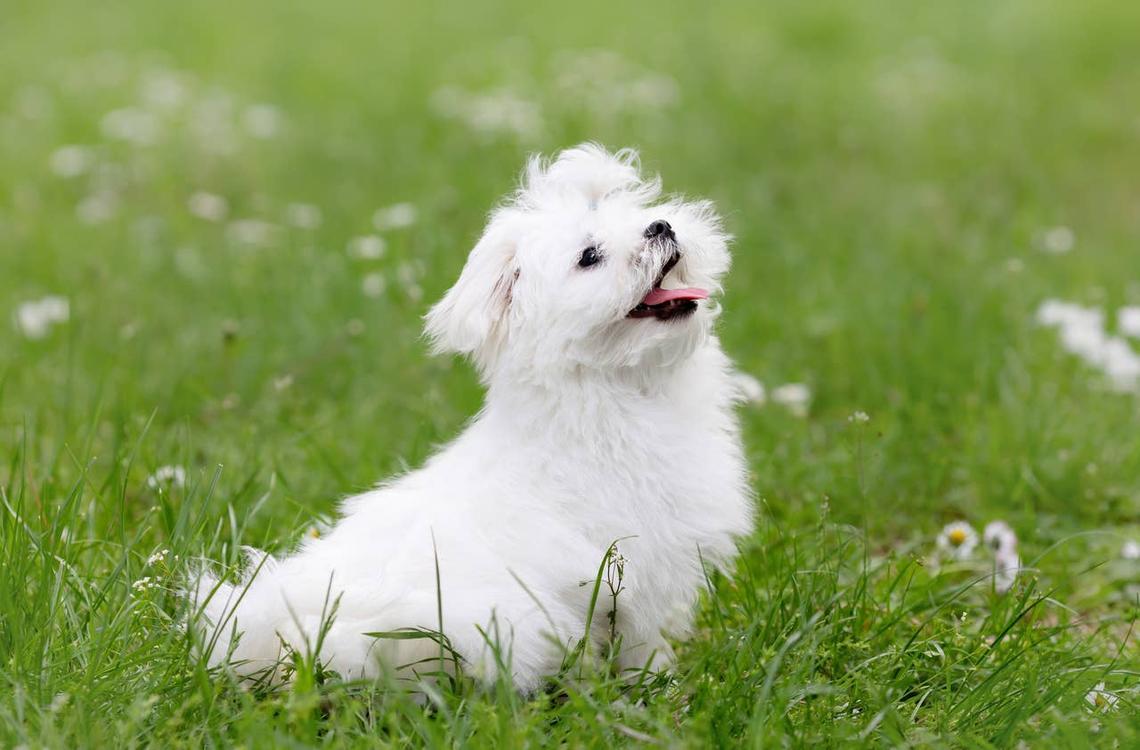  A Maltese puppy sitting in the grass. 