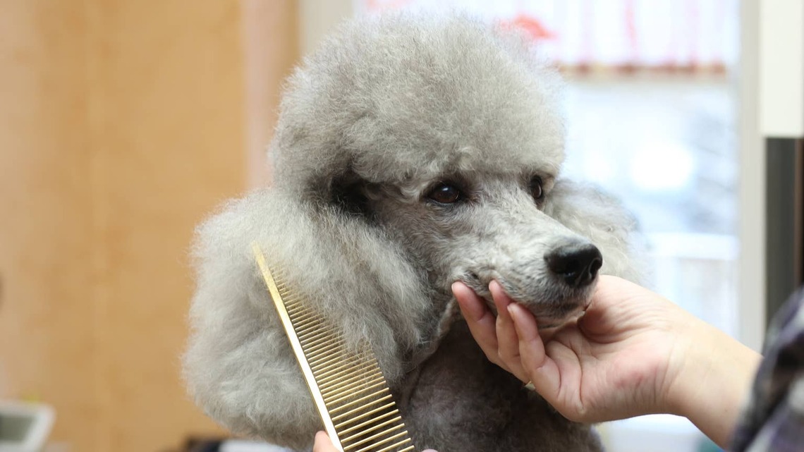 How To Keep a Poodle's Coat From Matting Between Grooms 