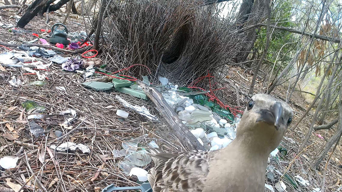 Looking for Love in the Big City? It's Tough for Bowerbirds, Too.
