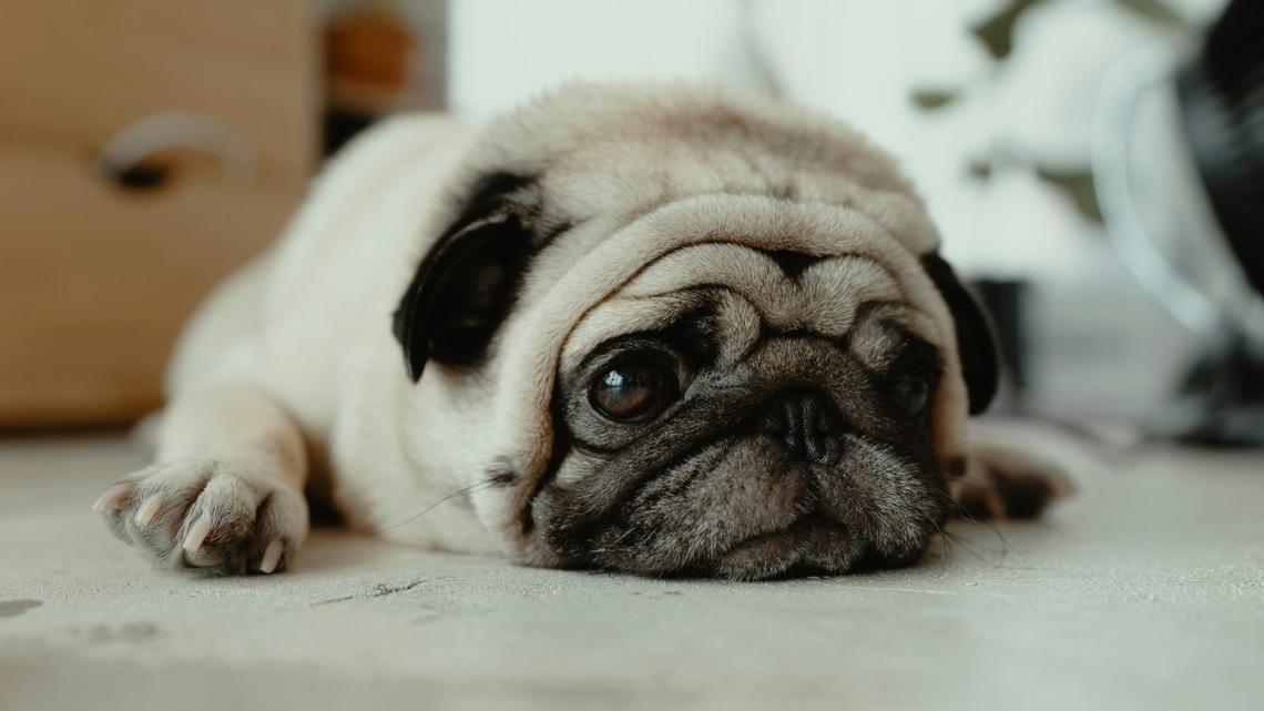 Grumpy Pug's Angry Reaction to Slow Feeder Has Everyone Laughing 