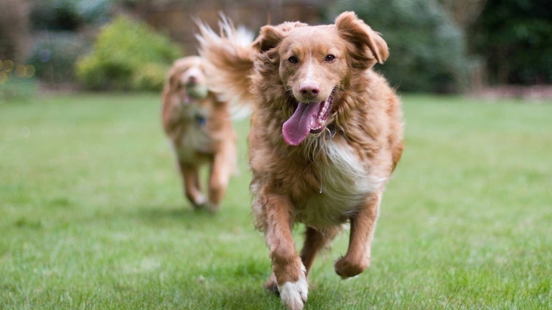 These 6 Dog Breeds Have the Highest Risk of Heatstroke, According to Vets 