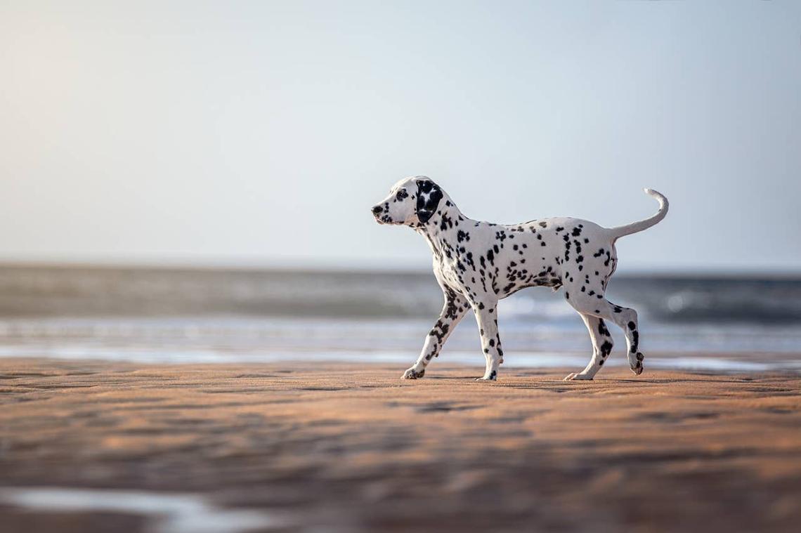  A Dalmatian like Indie from Bluey. 