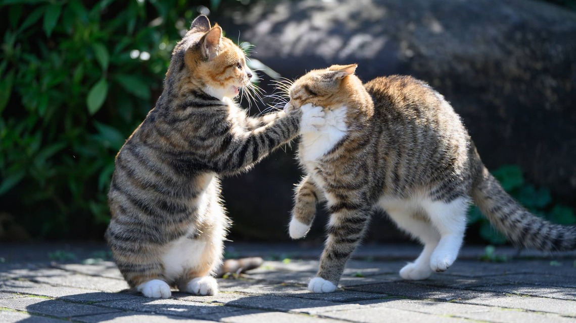 Cats Get Into It Like an Old Married Couple, and the Drama Is Priceless 
