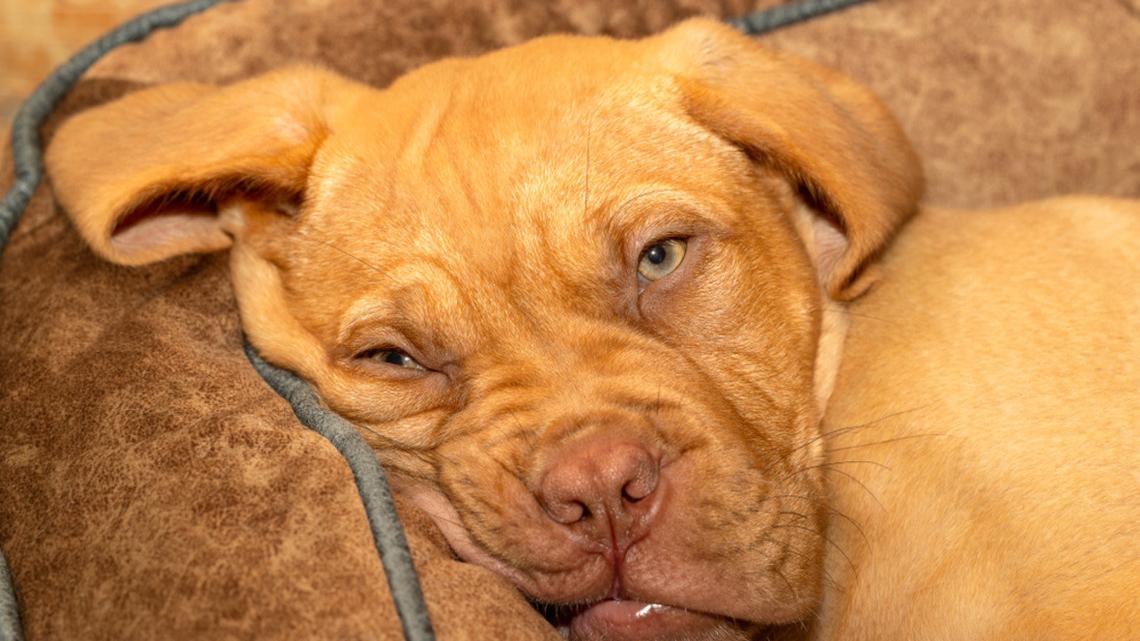 Huge Mastiff Gets Stuck With Tiny Pup's Bed Proving Who's Really the Boss