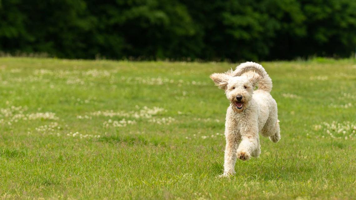 Doodle Misses the Jump by a Mile but Still Scores a 10/10 for Cuteness 