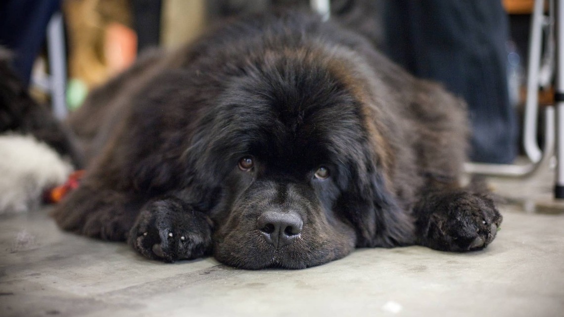 Newfoundland's Reaction to His Best Friend's New Playmate Is Too Relatable 