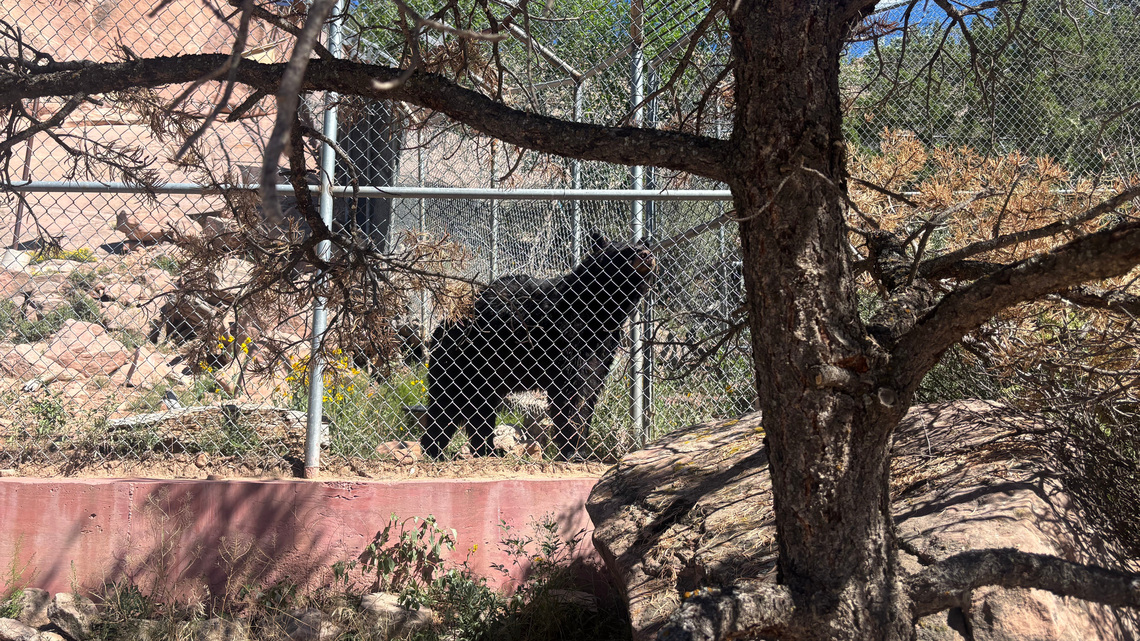 Hungry bears are wandering into Navajo communities. Why it's happening