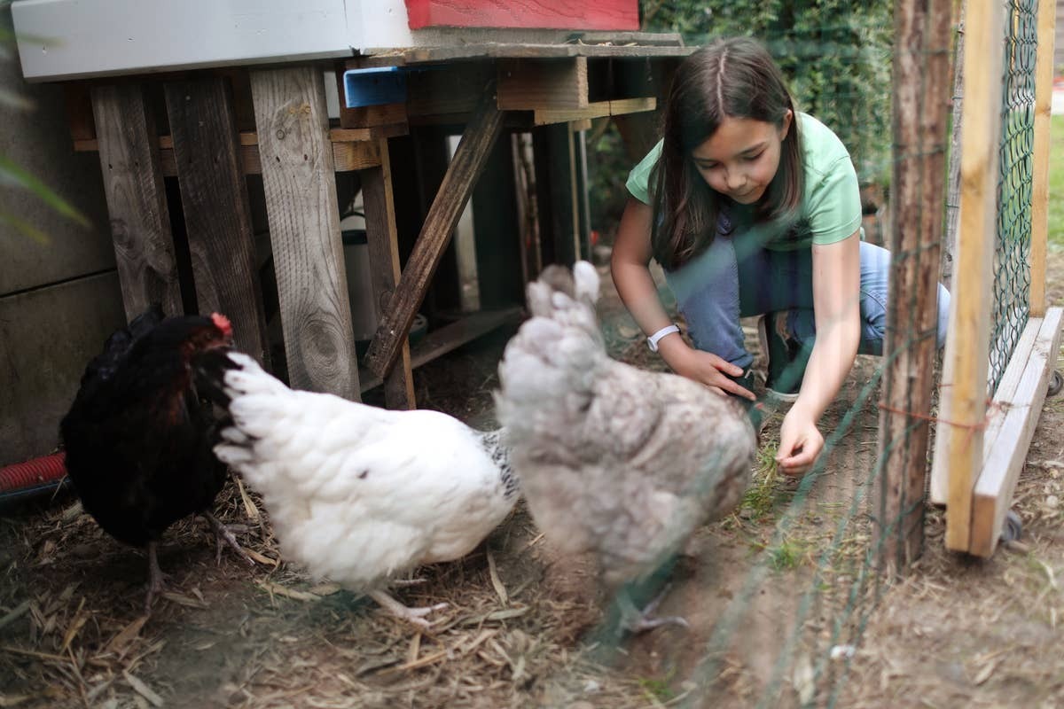  A small flock of chickens is often the first step for many new homesteaders.