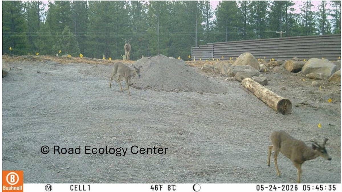  Three mule deer walking across an unfinished wildlife bridge.