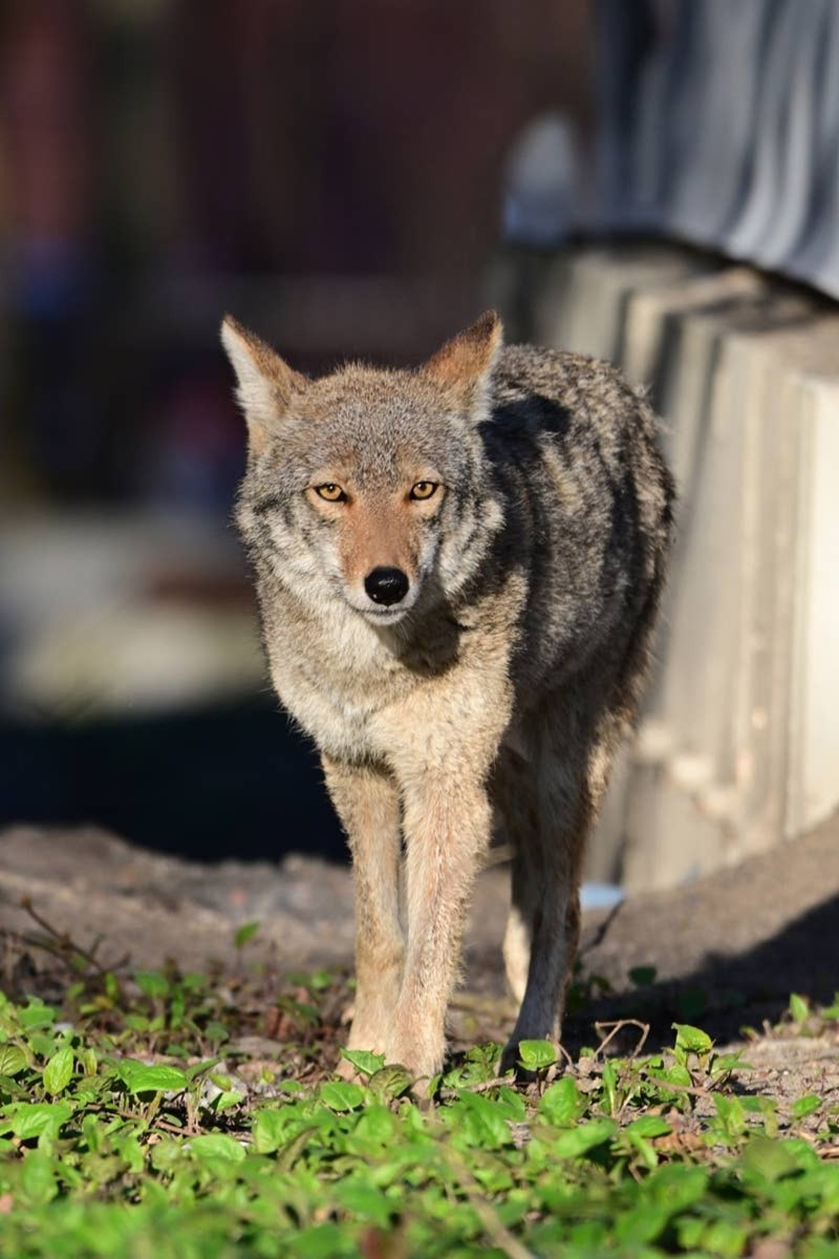  Be on alert if you're outside and hear howling.