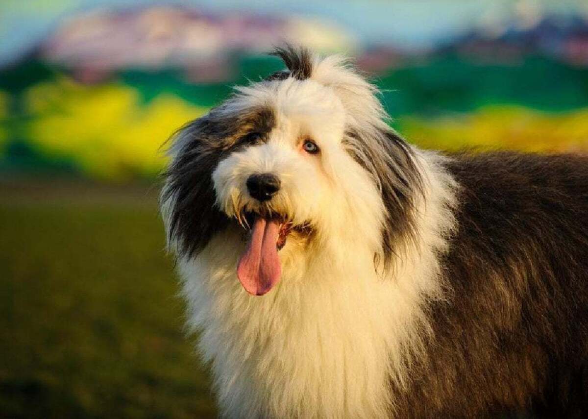  everydoghasastory // Shutterstock 