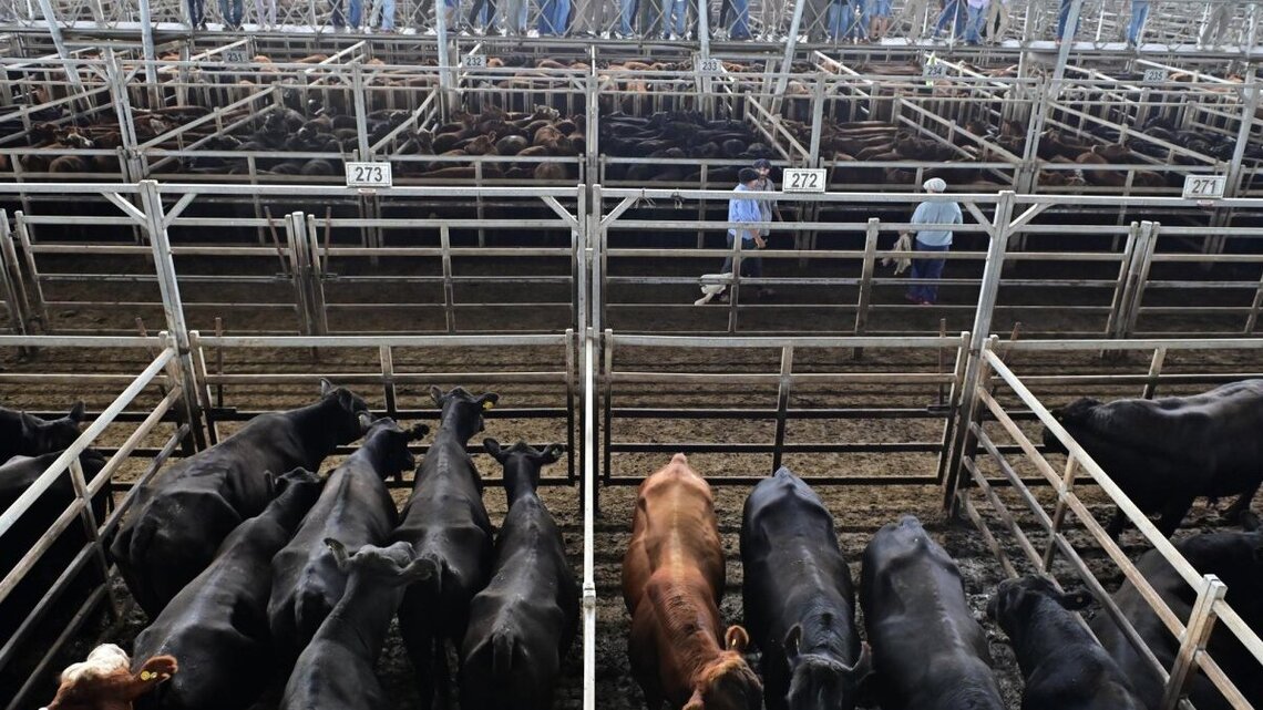 U.S. lifts ban on cattle imports from Mexico 