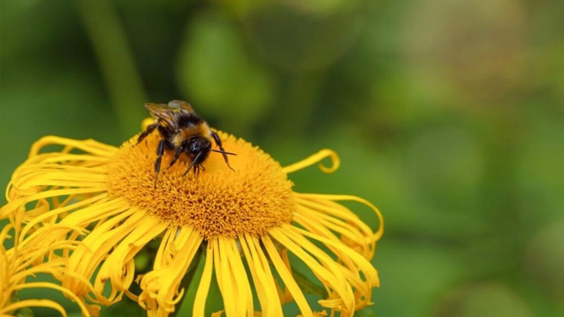 Bumblebees show emotions through facial expressions just like mammals