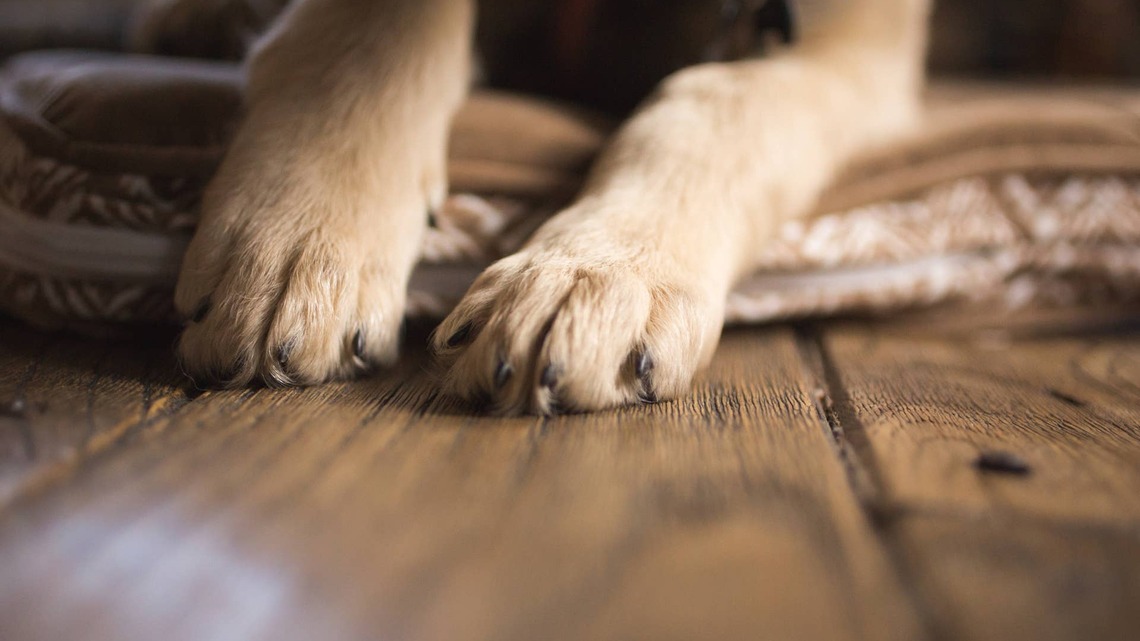 Precious Rescue Pup Is Too Polite When Asking for Pets 