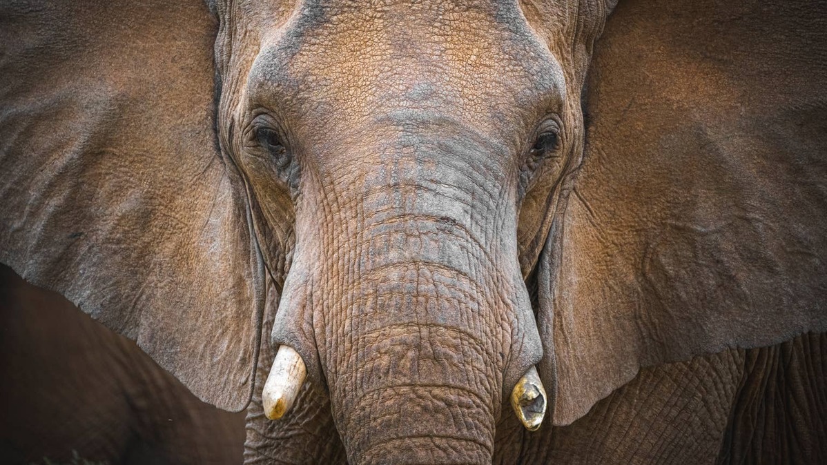 Portrait of an African elephant. 