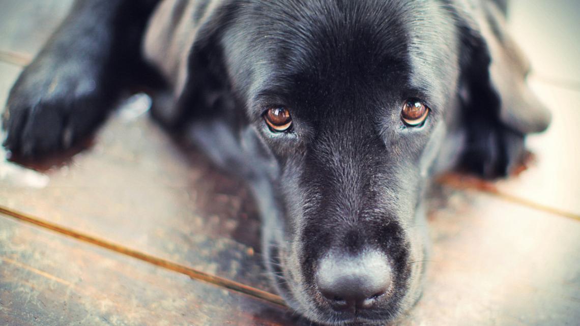 Bougie Black Labrador Has Her Very Own Ralph Lauren Coffee Shop 