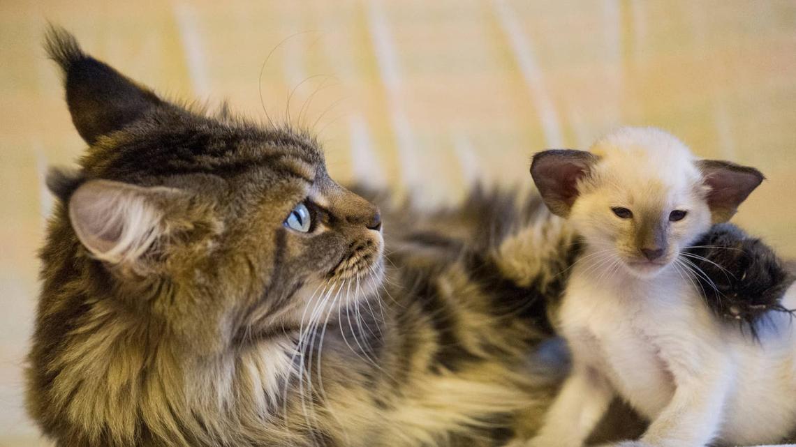 Maine Coon Mom 'Scolds' Her Kitten With One Quick Move-And It's Hard to Miss 