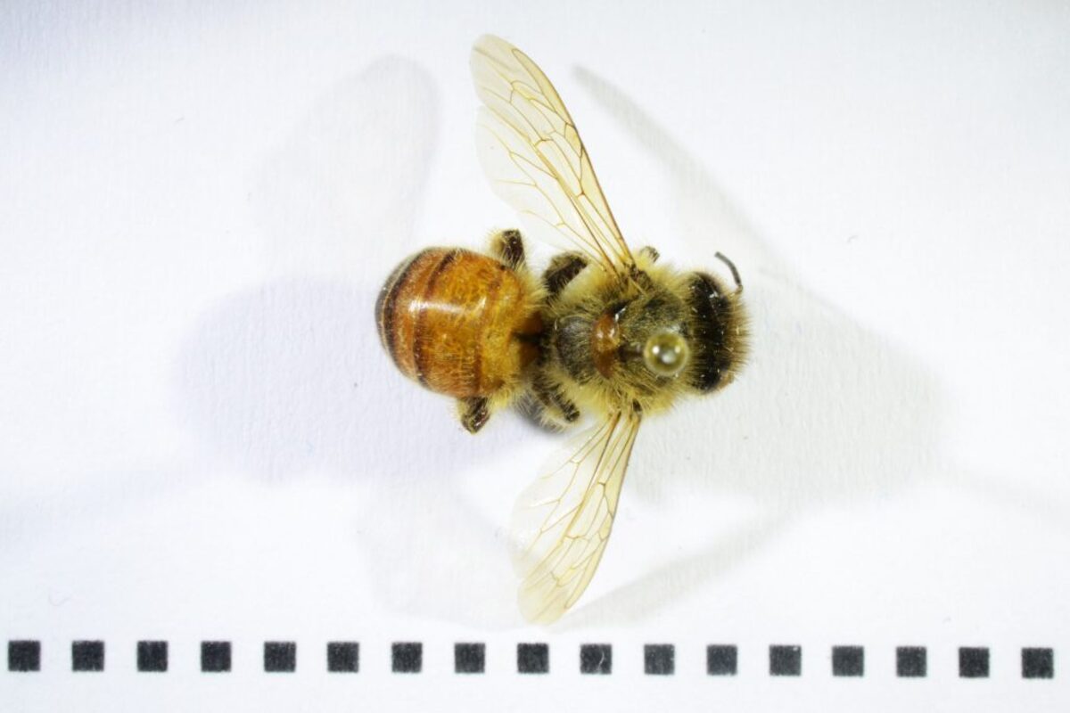  Western honeybee (Apis mellifera). Bees are among the insects traditionally consumed in different human cultures. (Juan Manuel Calvo Martin via SWNS) 
