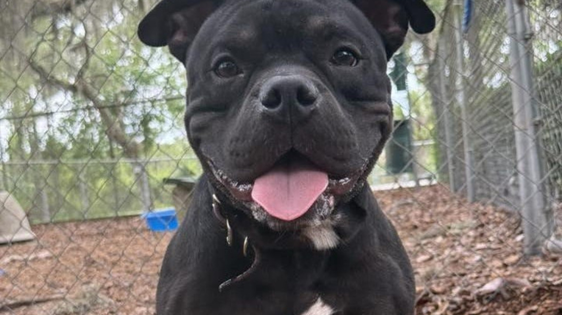 Take your pick from these dogs and cats yearning for a home 