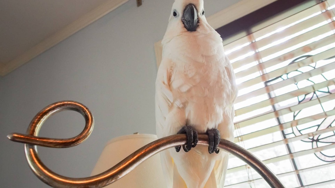 Sweet Cockatoo Reacting to 'Best Friend' Leaving for Work Is Too Cute for Words 