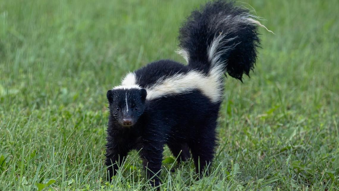 What Should I Do If a Skunk Shows Up in My Yard? 
