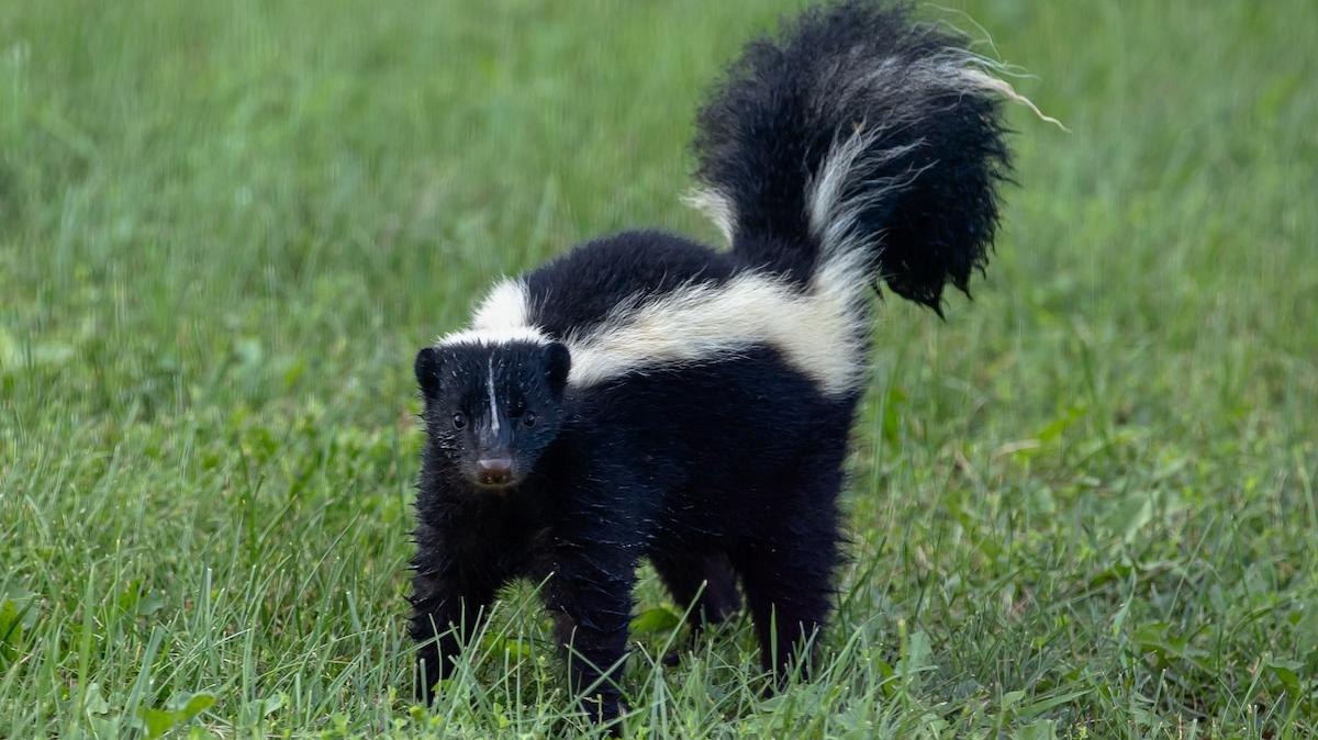 Skunk standing in grass.
