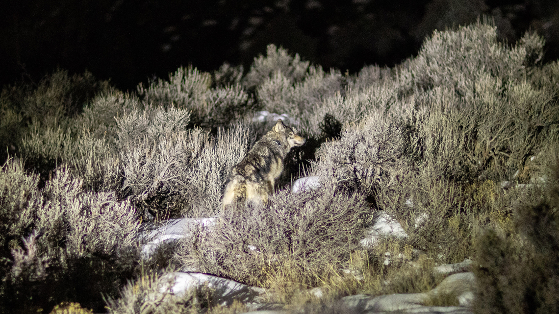 State will temporarily stop killing wolves that prey on livestock as Colorado's population falters 
