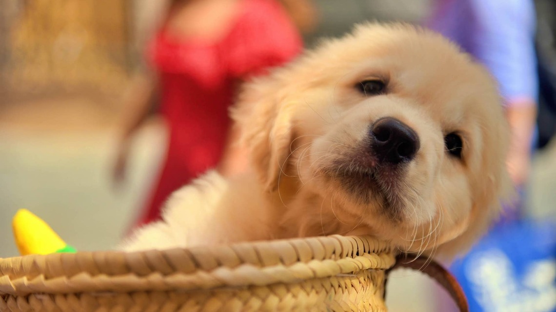 This Golden Retriever's Journey From Puppy to 8-Year-Old Will Melt Your Heart 