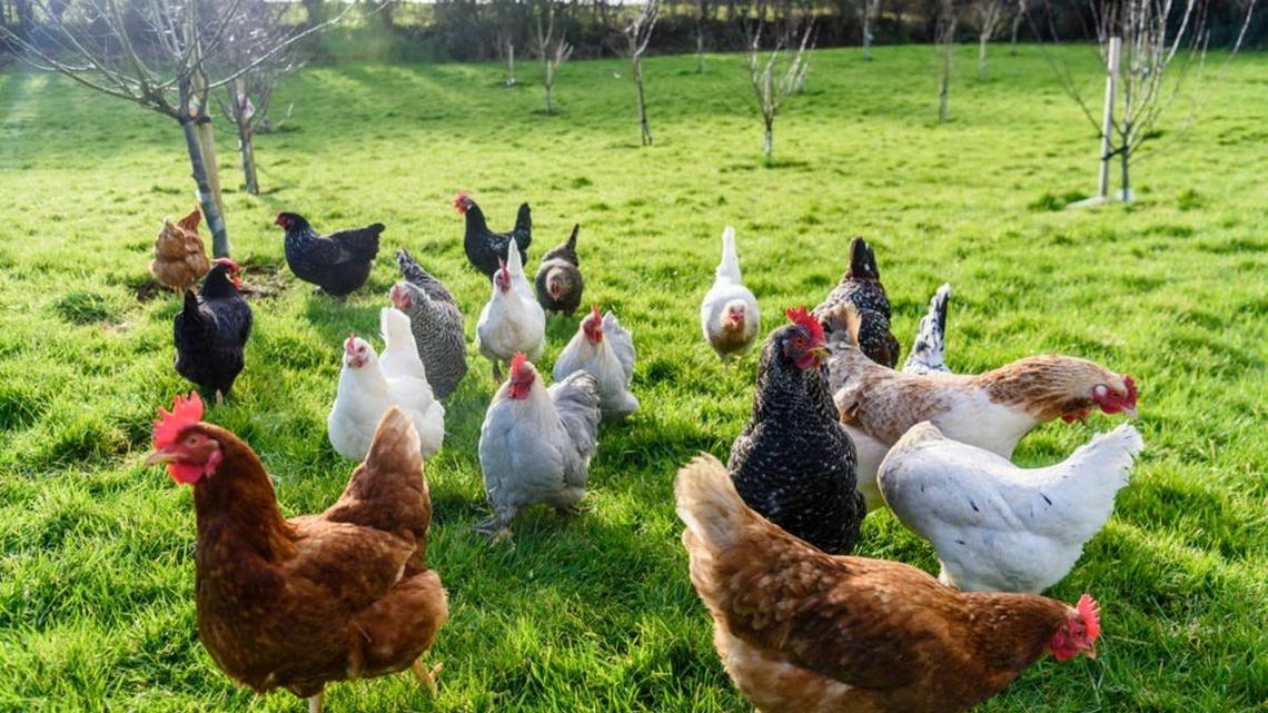 Flock of chickens in a pasture with roster in front. 